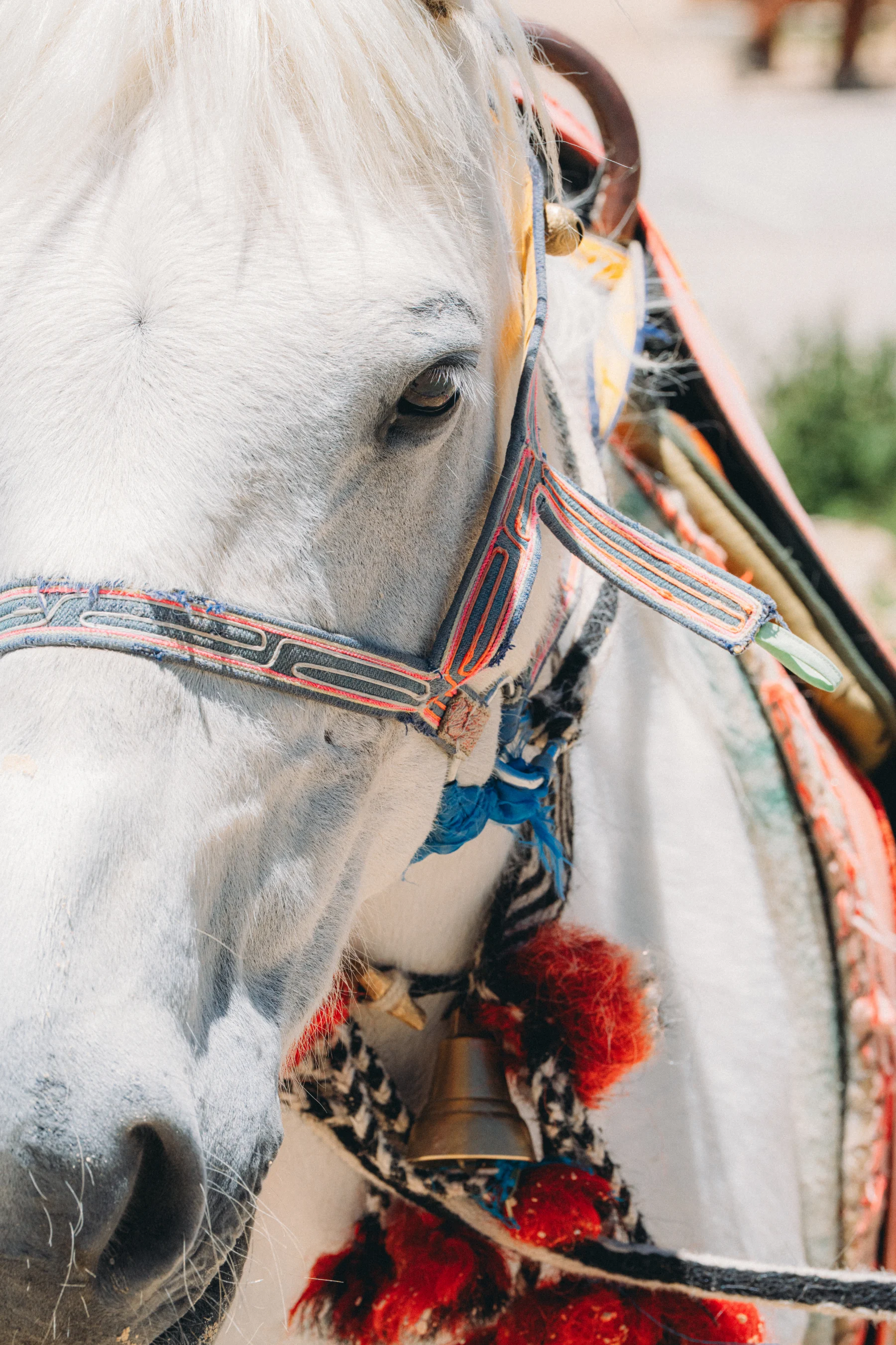 Very spirited horse by Lake Namtso