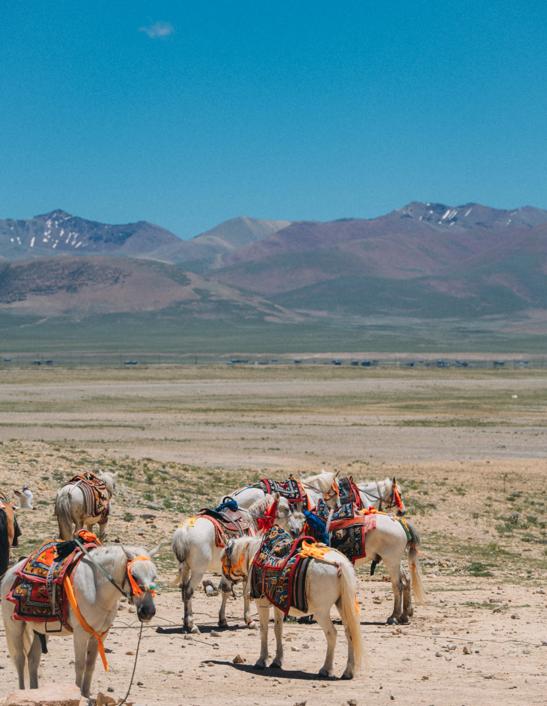 Herds of horses by the shores of Lake Namtso